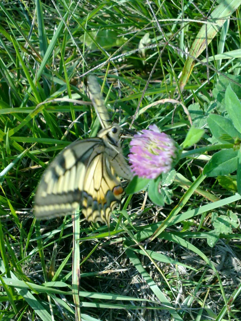 Papilio machaon in cava